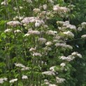 Cornus kousa 'Stellar Pink' - 1
