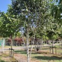 Betula utilis 'Doorenbos' - 7