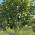 Magnolia 'Wada's Memory' - Foto 6
