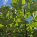 Acer rubrum 'Brandywine' - Foto 4