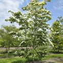 Cornus kousa 'Venus' - 1