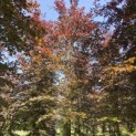 Fagus sylvatica 'Atropunicea' - KROON voorjaar 2026