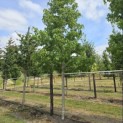 Liquidambar styraciflua - 1
