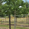 Liquidambar styraciflua - 2