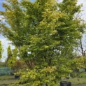 Acer palmatum - 1