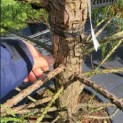 Sequoiadendron Giganteum Healthy Mammoth One - Foto 3