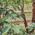 Acer griseum - 3