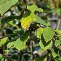 Hamamelis mollis 'Westerstede' - blad september 2024