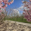 Magnolia 'Soulangeana' - 1