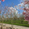 Magnolia 'Soulangeana' - eind maart 2026