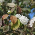 Viburnum plicatum 'Popcorn' - Foto 3