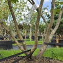 Hamamelis mollis - Foto 3