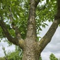 Phellodendron amurense - 1