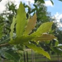 Quercus Rhysophylla 'Maya' - 4