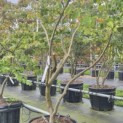 Parrotia persica - Foto 3