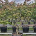 Parrotia persica - Foto 4