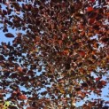 Fagus sylvatica 'Riversii' - Foto 2