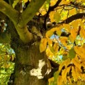 Carpinus betulus 531 kroon okt 2022