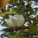 Magnolia grandiflora 'Galissonnière' - 2