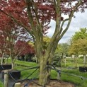 Acer palmatum 'Atropurpureum' - 6