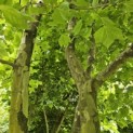 Platanus x Hispanica - 2024
