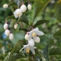 Styrax japonicus - impressie bloei in mei