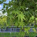 Acer palmatum - 2