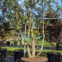 Quercus Suber - Foto 1