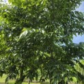 Alnus x spaethii 'Spaeth' - 1