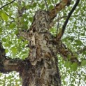 Betula Nigra - 2