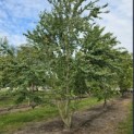 Cercidiphyllum japonicum - Foto 3