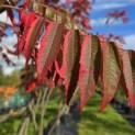 Rhus typhina - Foto 1