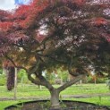 Acer palmatum 'Garnet' - 1
