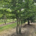 Carpinus Betulus - Foto 4