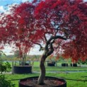 Acer palmatum 'Garnet' - 1