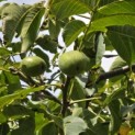 Juglans regia 'Coenen'' - 4