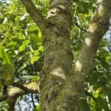 Juglans regia 'Coenen'' - 3