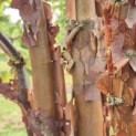 Acer griseum - Foto 5