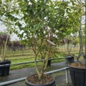 Hamamelis mollis 'Westerstede' - 2