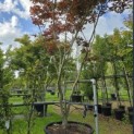 Acer palmatum 'Bloodgood' - 2