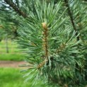 Pinus sylvestris - Afbeelding 1