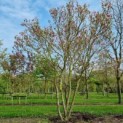Magnolia 'Susan' - Afbeelding 1