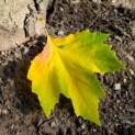 Platanus hispanica - Foto 1