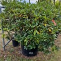Rhododendron 'Cunningham's White' - september 2024