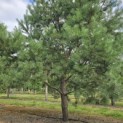 Pinus sylvestris - 1