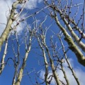 Cercis chinensis 'Avondale' - 1