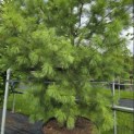 Pinus strobus - 2