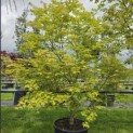 Acer palmatum - Foto 2
