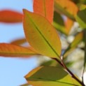 Photinia fraseri 'Red Robin' - Foto 3