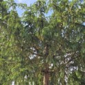 Taxus baccata dovastoniana 'Aurea Pendula' - 2